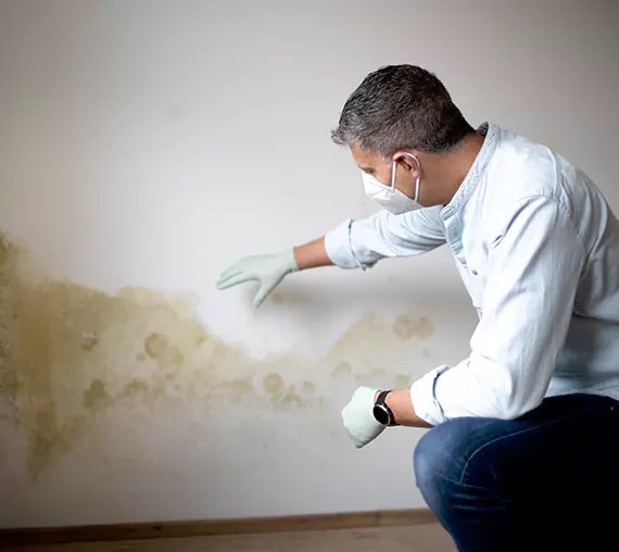 Mold Removal Service in Sun City West, AZ